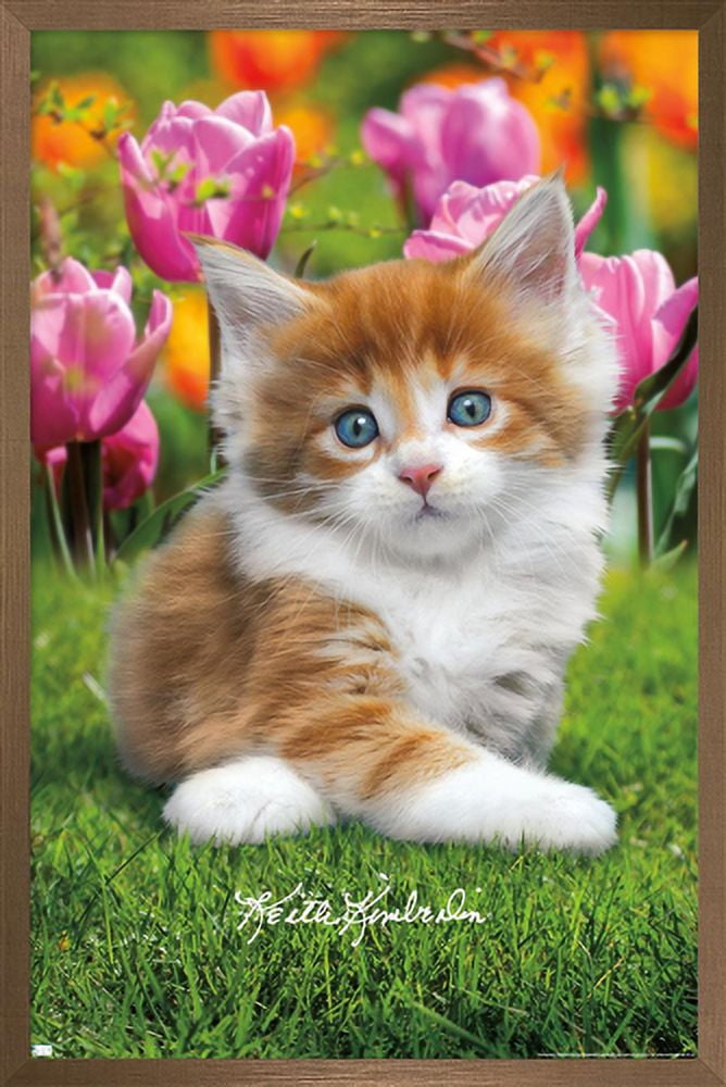 Keith Kimberlin - Maine Coon Kitten Wall Poster, 22.375" x 34", Framed
