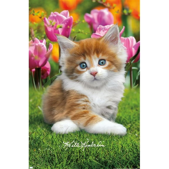 Keith Kimberlin - Maine Coon Kitten Wall Poster, 22.375" x 34"