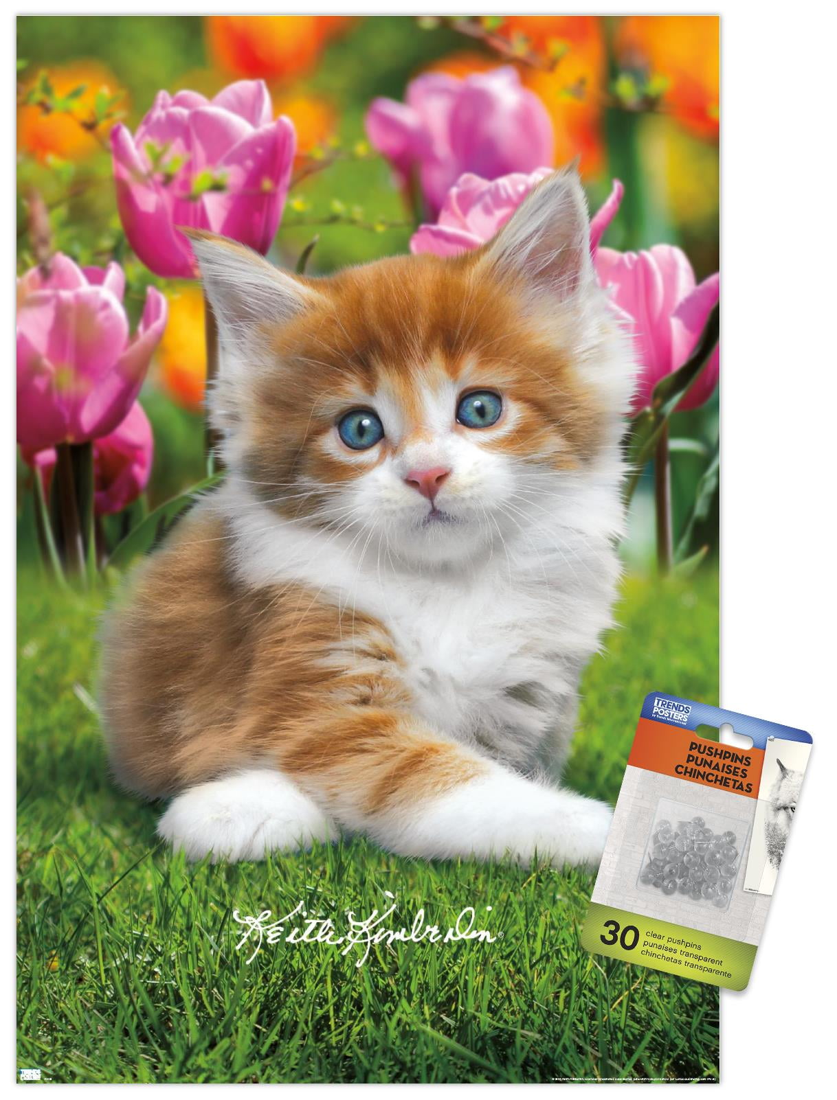 Keith Kimberlin - Maine Coon Kitten Wall Poster with Pushpins, 14.725" x 22.375"