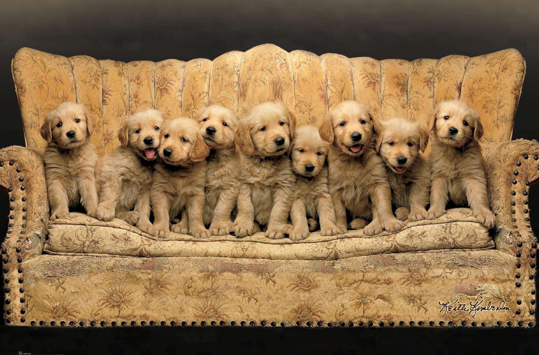 Keith Kimberlin - Puppies - Couch Wall Poster, 14.725" x 22.375"