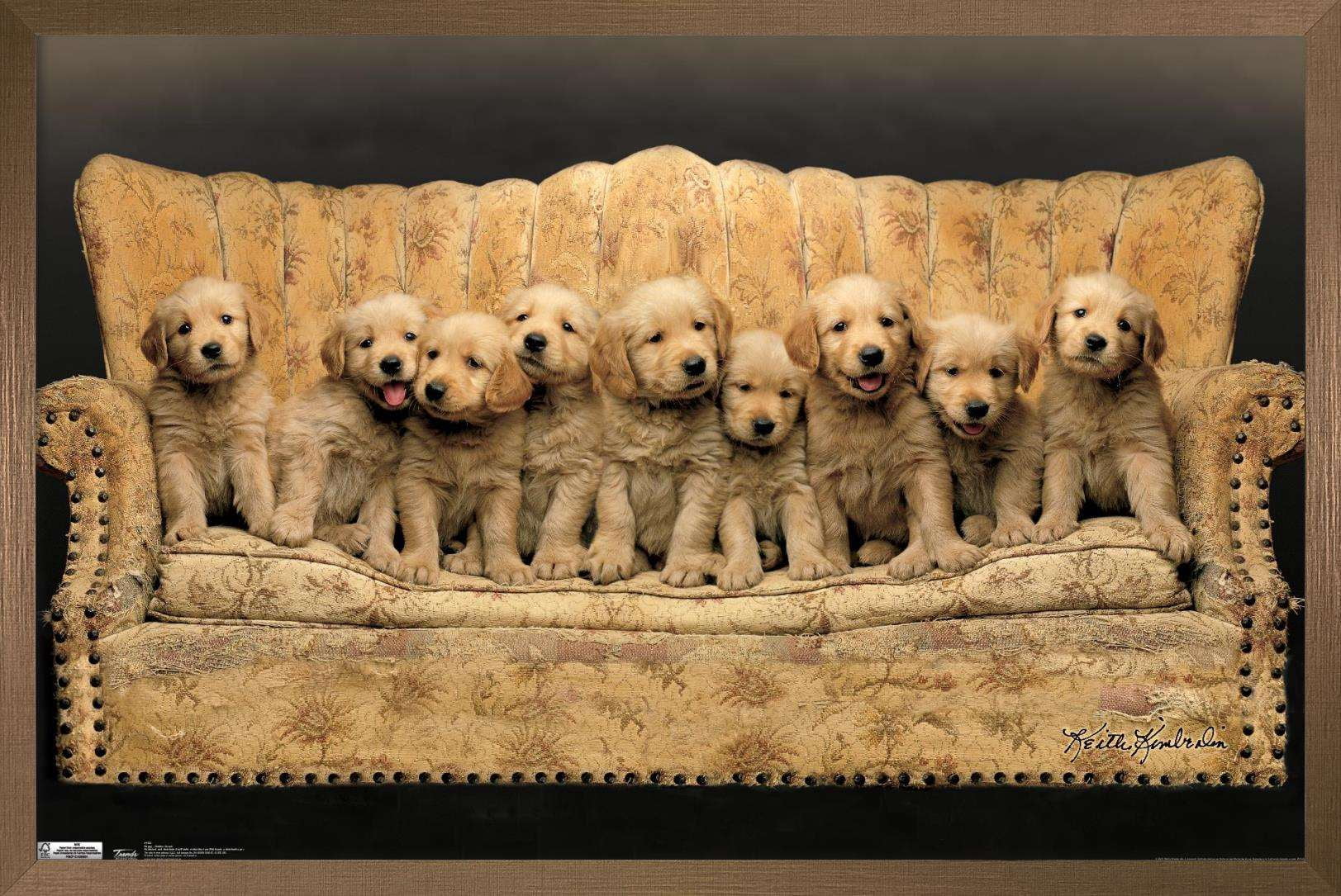 Keith Kimberlin - Puppies - Couch Wall Poster, 22.375" x 34", Framed