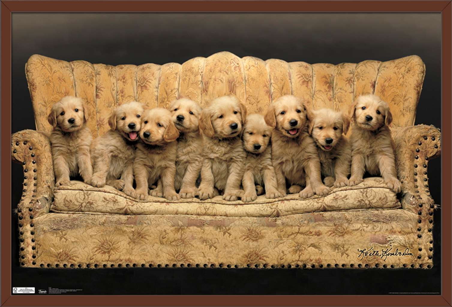 Keith Kimberlin - Puppies - Couch Wall Poster, 22.375" x 34", Framed