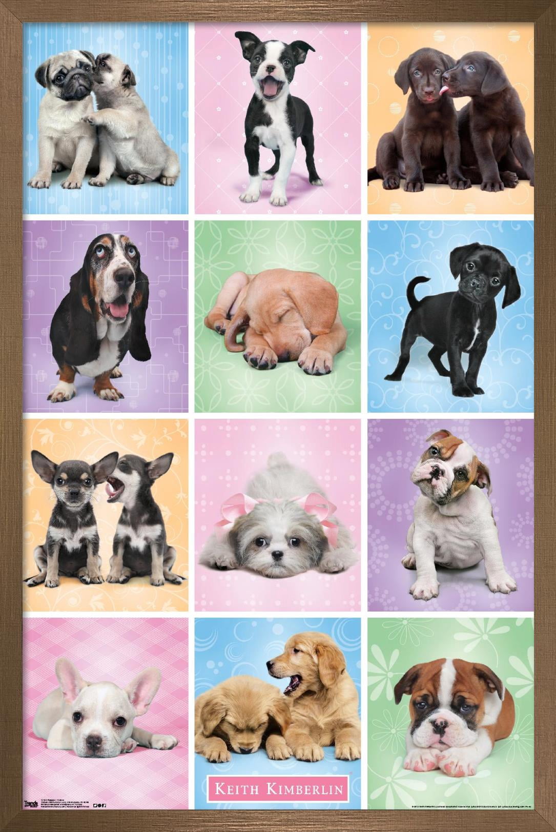Keith Kimberlin - Puppies - Cuties Grid Wall Poster, 14.725" x 22.375", Framed