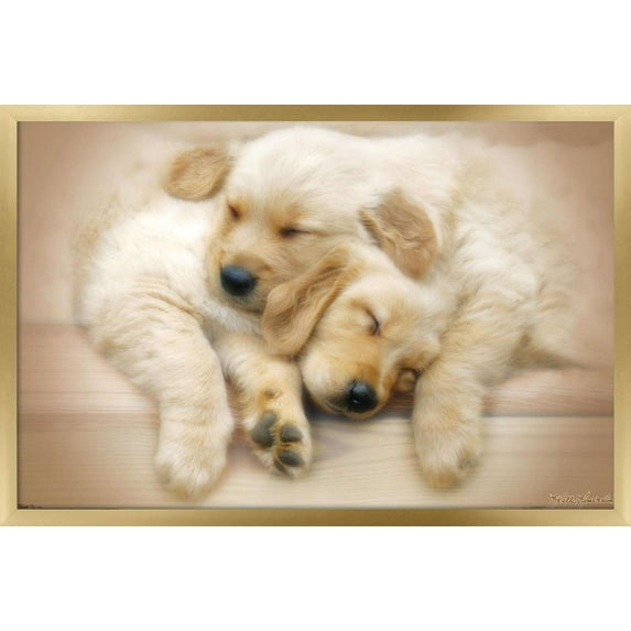 Keith Kimberlin - Puppies - Golden Retrievers Cuddling Wall Poster, 14.725" x 22.375", Framed