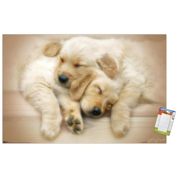 Keith Kimberlin - Puppies - Golden Retrievers Cuddling Wall Poster, 14.725" x 22.375"