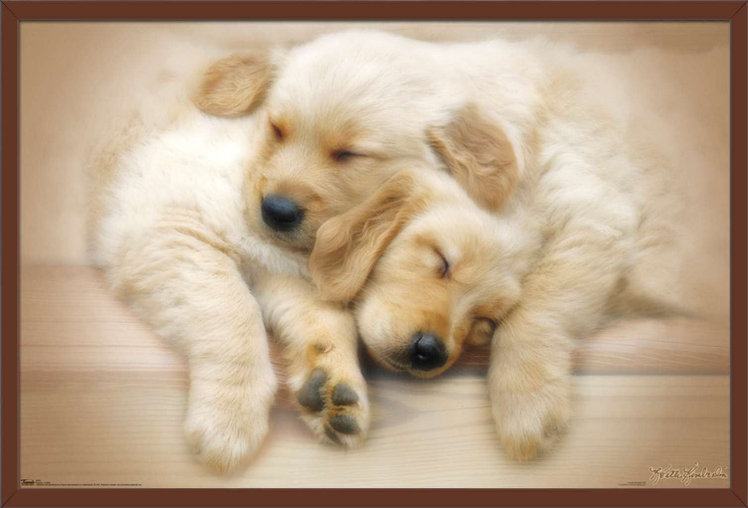 Keith Kimberlin - Puppies - Golden Retrievers Cuddling Wall Poster, 22.375" x 34", Framed