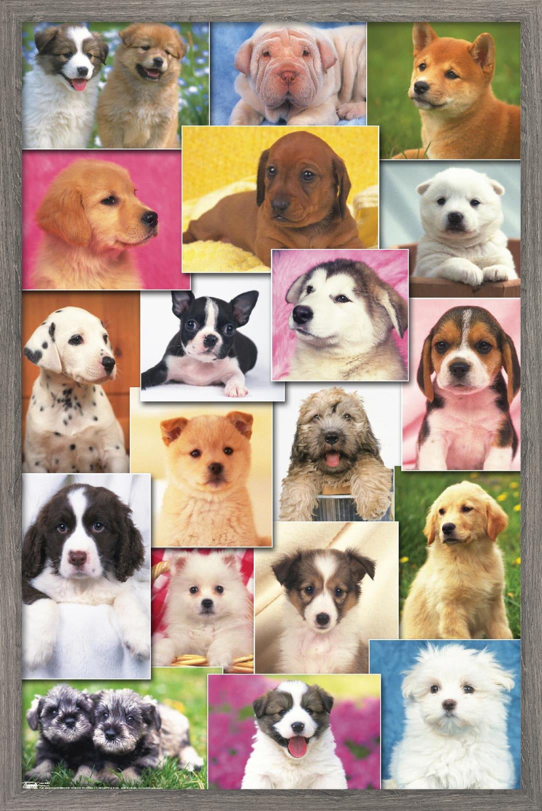 Keith Kimberlin - Puppies Grid Wall Poster, 14.725" x 22.375", Framed