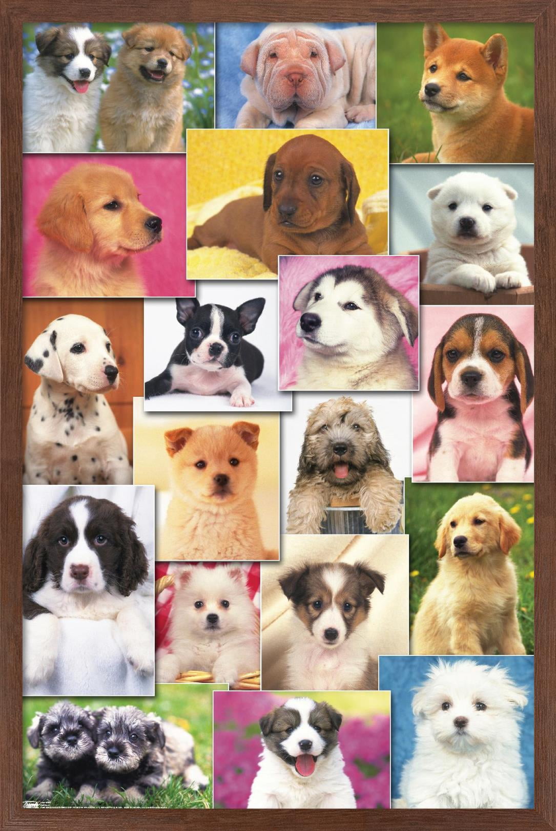 Keith Kimberlin - Puppies Grid Wall Poster, 14.725" x 22.375", Framed