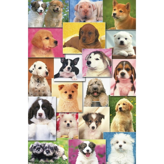 Keith Kimberlin - Puppies Grid Wall Poster, 14.725" x 22.375"