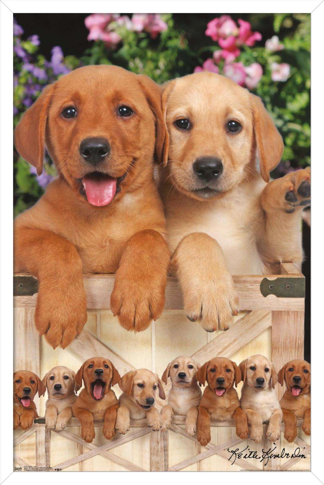 Keith Kimberlin - Puppies - Labs Wall Poster, 14.725" x 22.375", Framed