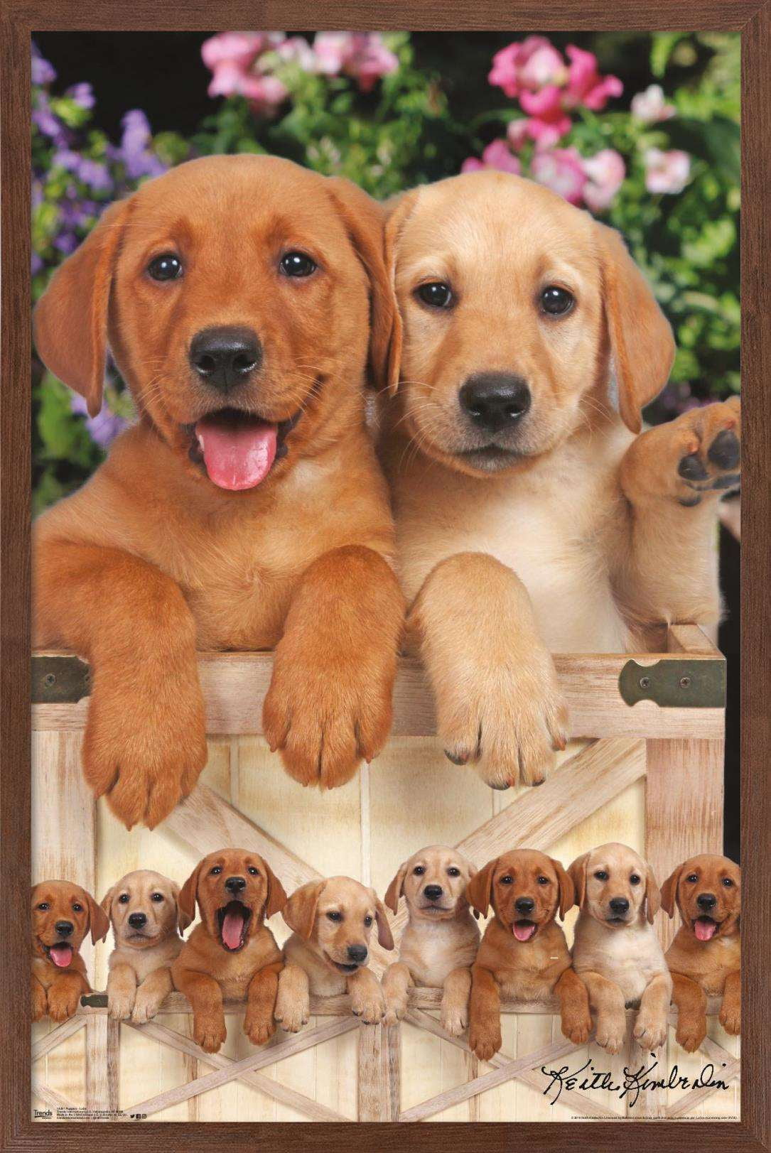 Keith Kimberlin - Puppies - Labs Wall Poster, 14.725" x 22.375", Framed