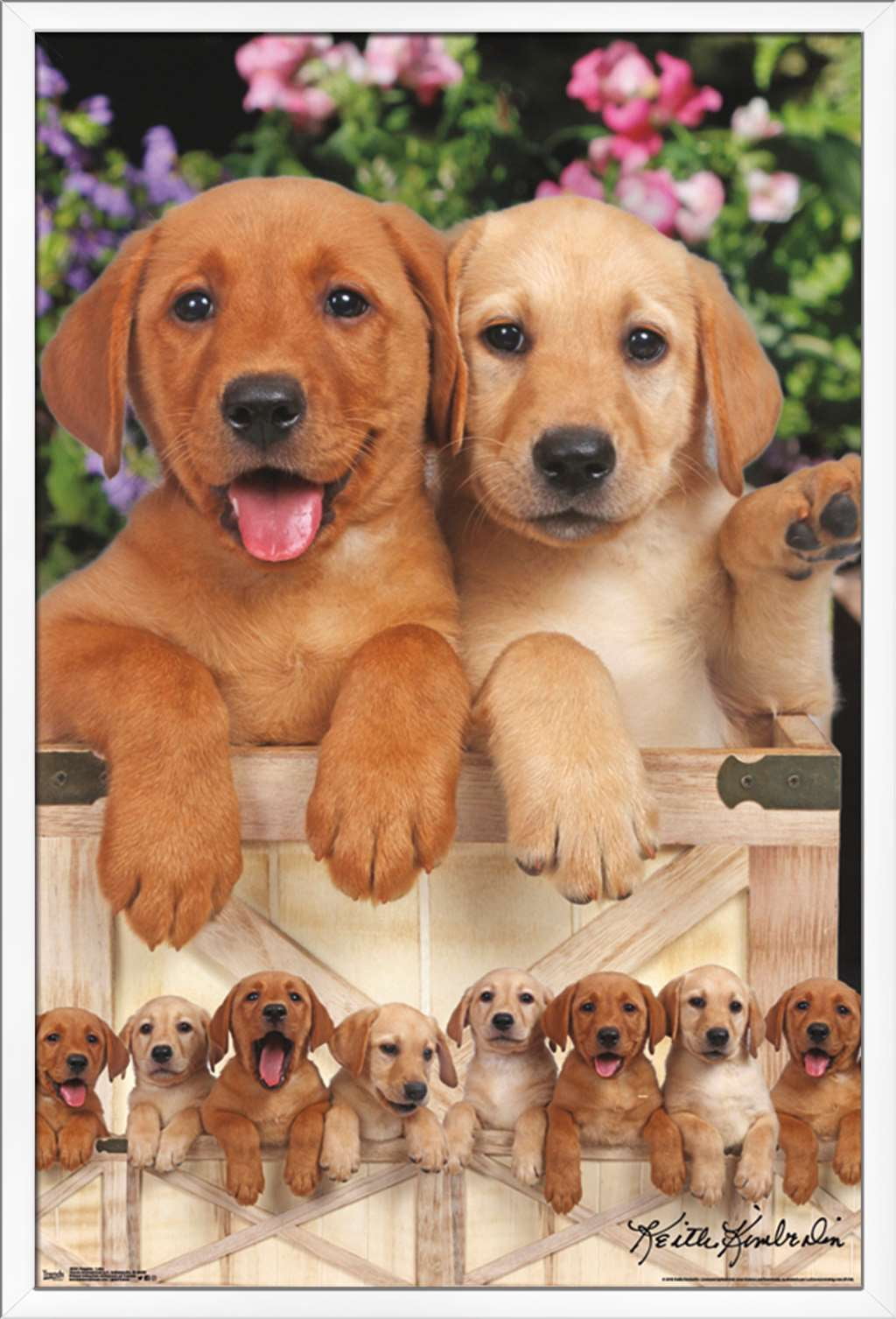 Keith Kimberlin - Puppies - Labs Wall Poster, 22.375" x 34", Framed
