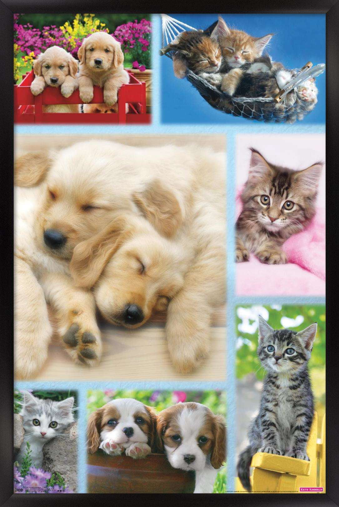 Keith Kimberlin - Puppies and Kittens Collage Wall Poster, 14.725" x 22.375", Framed