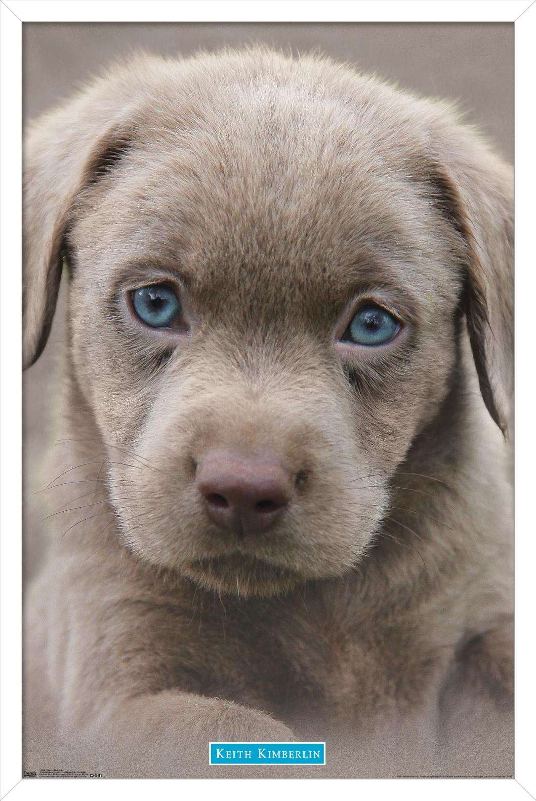 Keith Kimberlin - Puppy - Blue Eyes Wall Poster, 14.725" x 22.375", Framed