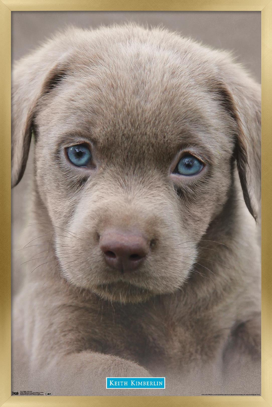 Keith Kimberlin - Puppy - Blue Eyes Wall Poster, 14.725" x 22.375", Framed