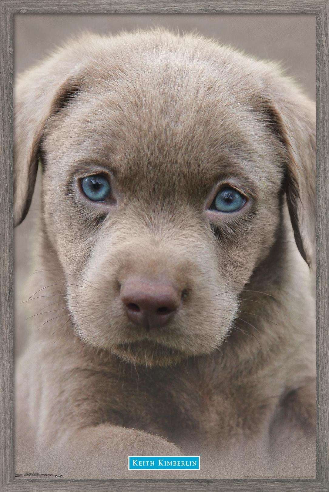 Keith Kimberlin - Puppy - Blue Eyes Wall Poster, 22.375" x 34", Framed