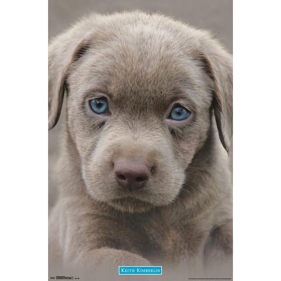 Keith Kimberlin - Puppy - Blue Eyes Wall Poster, 22.375" x 34"