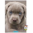 thumbnail image 1 of Keith Kimberlin - Puppy - Blue Eyes Wall Poster with Push Pins, 22.375" x 34", 1 of 3