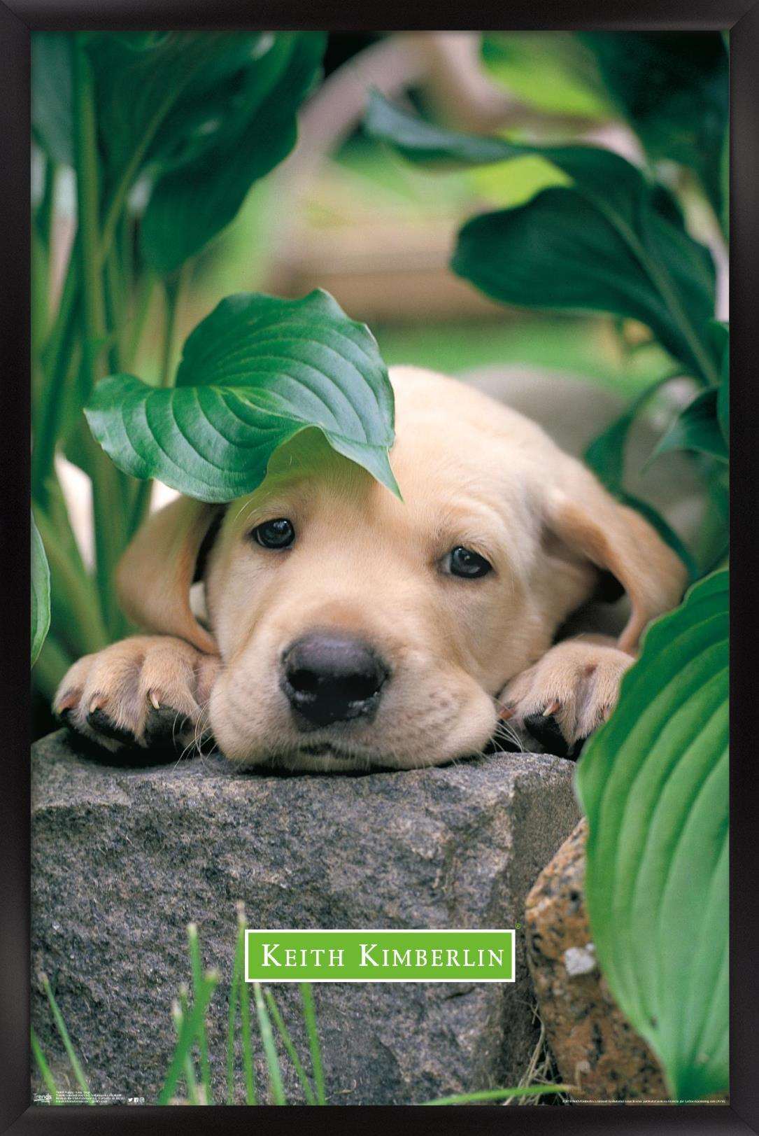 Keith Kimberlin - Puppy - Lazy Days Wall Poster, 14.725" x 22.375", Framed