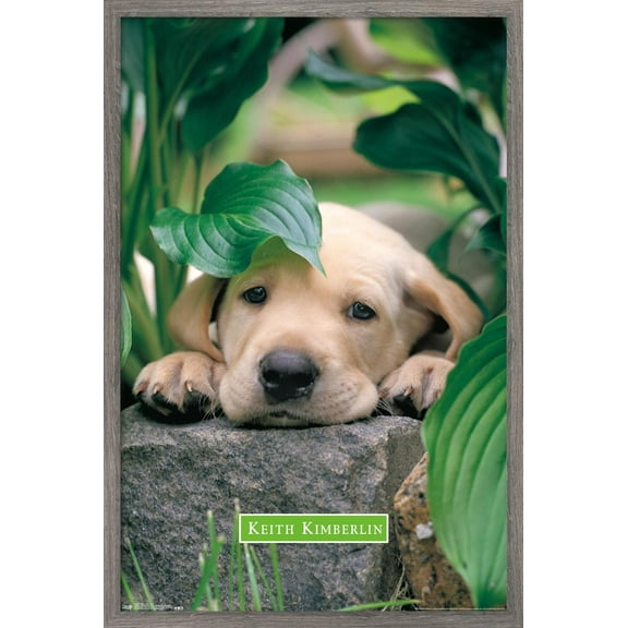 Keith Kimberlin - Puppy - Lazy Days Wall Poster, 14.725" x 22.375", Framed