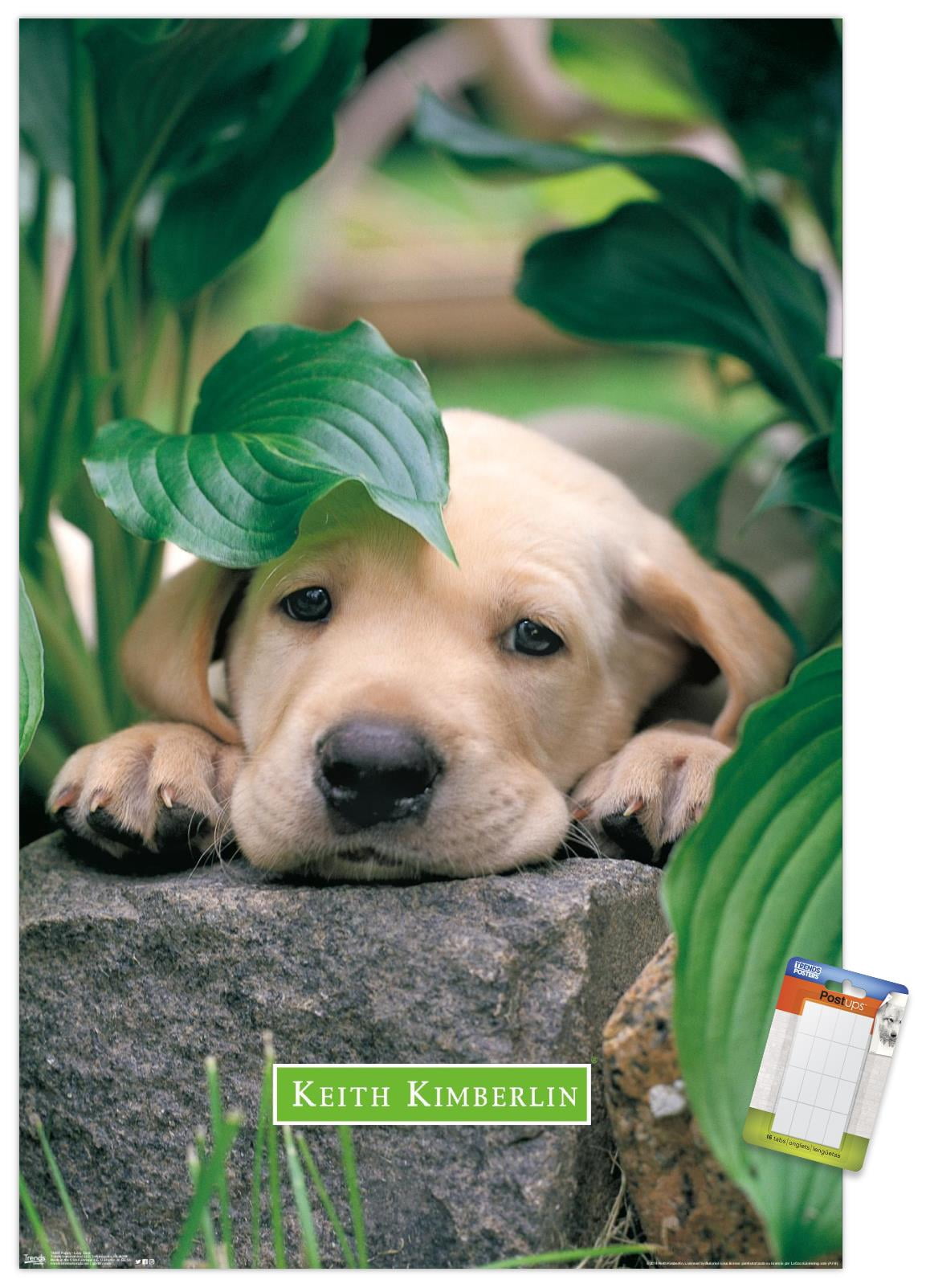 Keith Kimberlin - Puppy - Lazy Days Wall Poster, 14.725" x 22.375"
