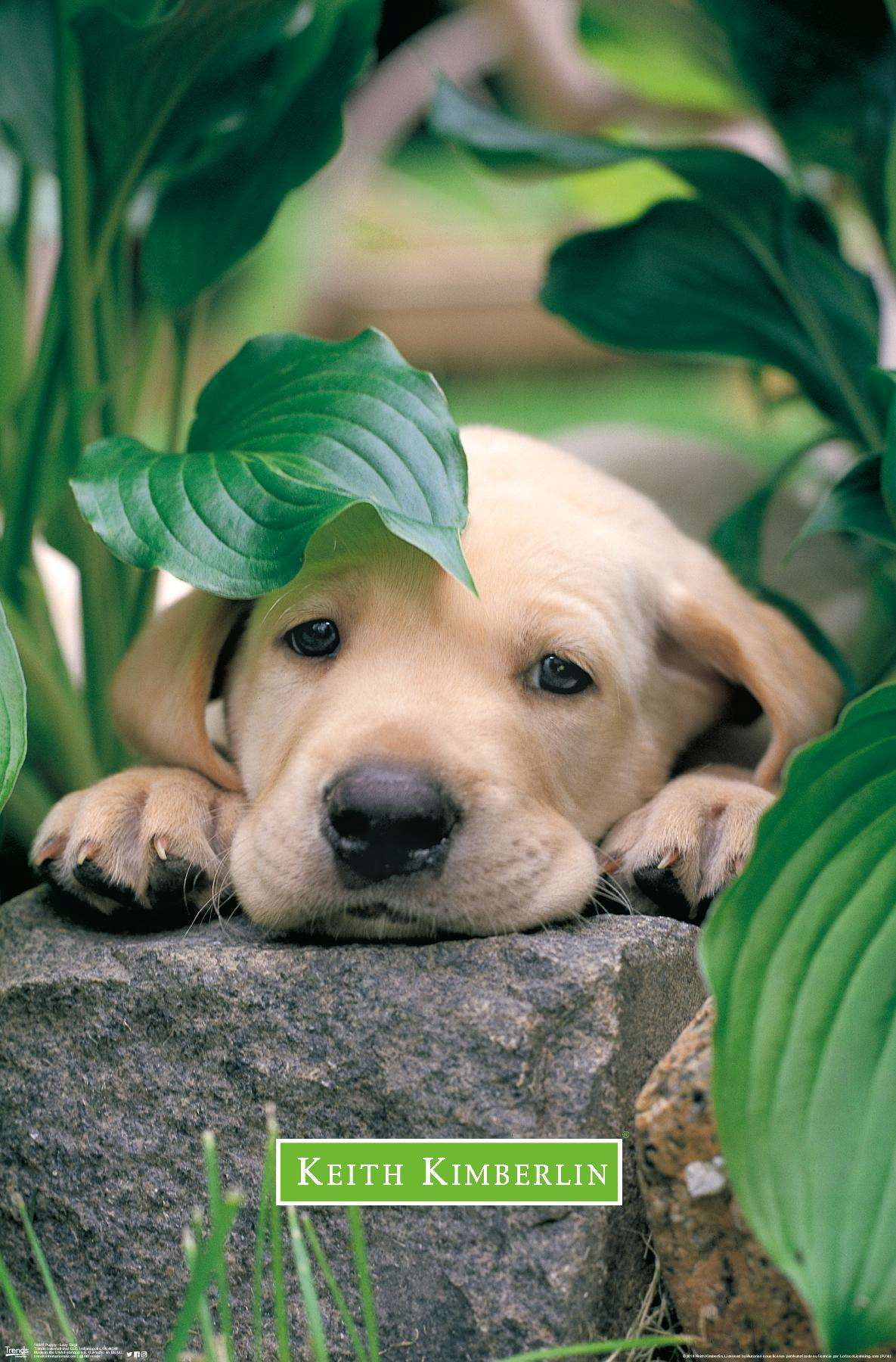 Keith Kimberlin - Puppy - Lazy Days Wall Poster, 14.725" x 22.375"