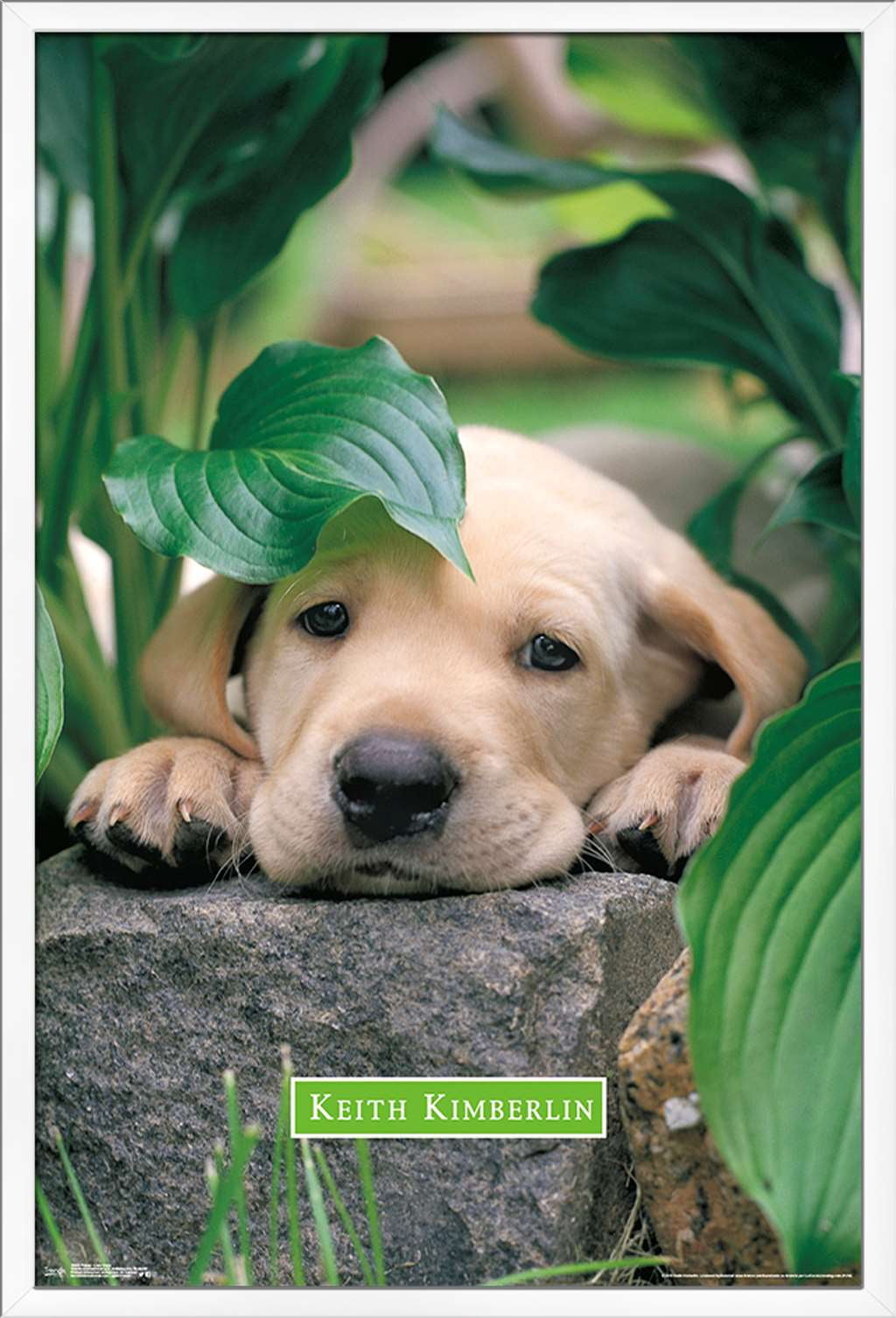 Keith Kimberlin - Puppy - Lazy Days Wall Poster, 22.375" x 34", Framed