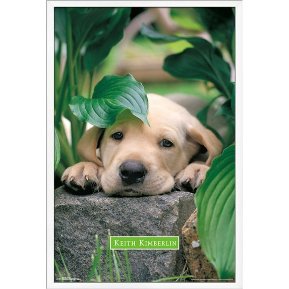 Keith Kimberlin - Puppy - Lazy Days Wall Poster, 22.375" x 34", Framed