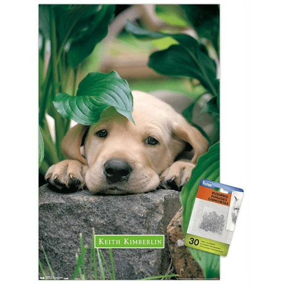 Keith Kimberlin - Puppy - Lazy Days Wall Poster with Push Pins, 14.725" x 22.375"
