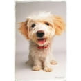 thumbnail image 1 of Keith Kimberlin - Puppy Wall Poster, 22.375" x 34", 1 of 2
