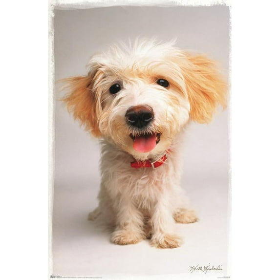 Keith Kimberlin - Puppy Wall Poster, 22.375" x 34"