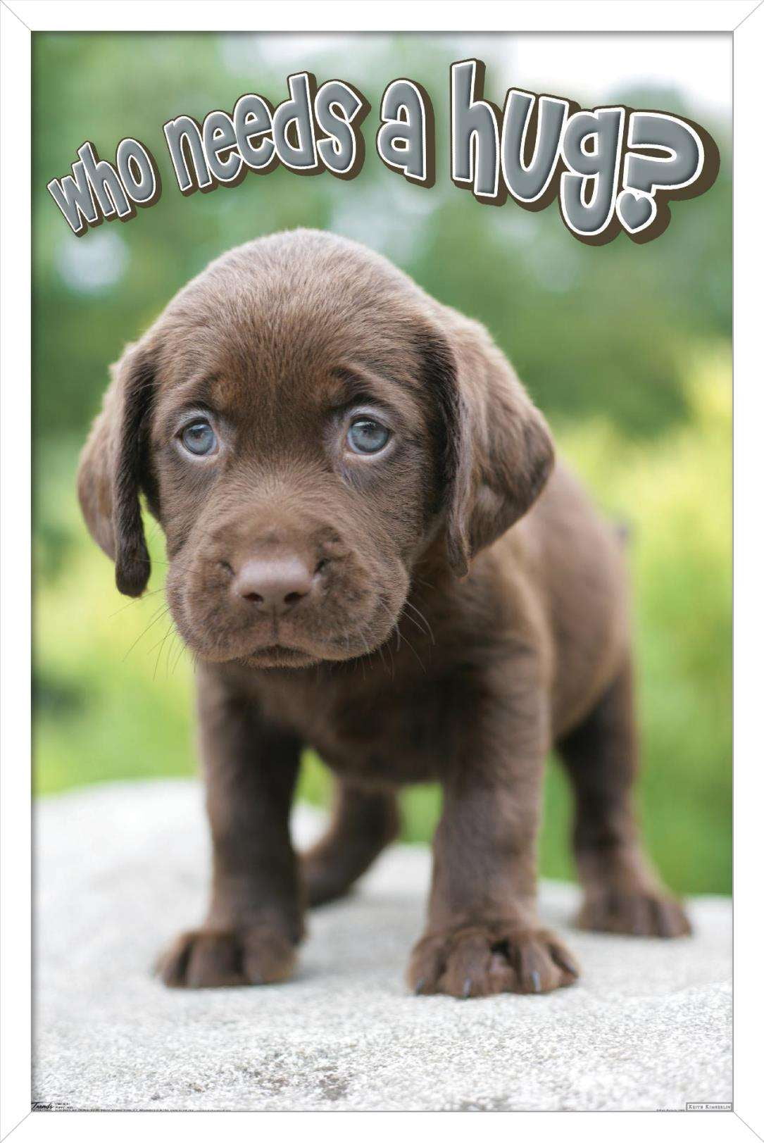Keith Kimberlin - Puppy - Who Needs a Hug? Wall Poster, 14.725" x 22.375", Framed