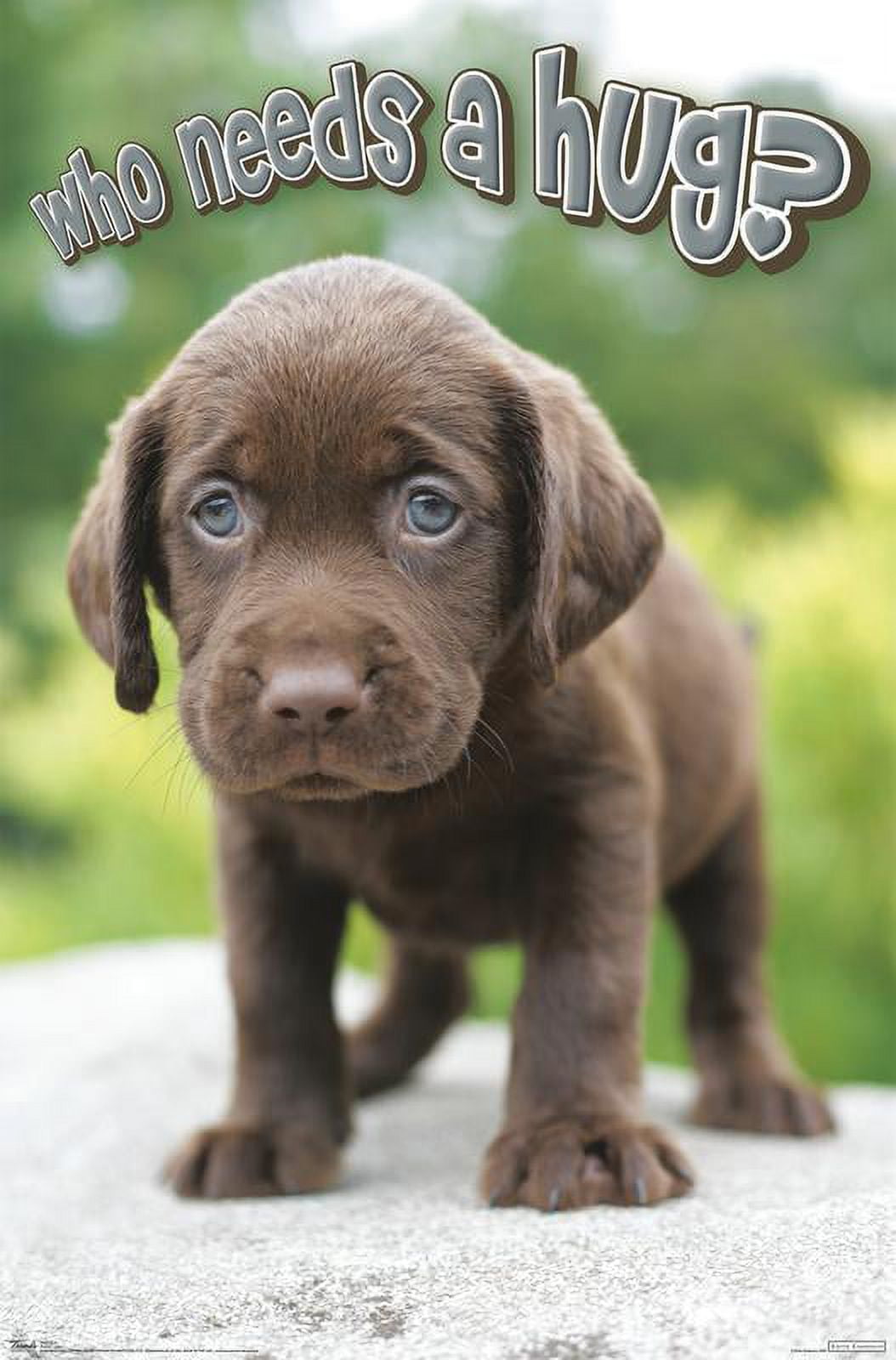 Keith Kimberlin - Puppy - Who Needs a Hug? Wall Poster, 22.375" x 34"