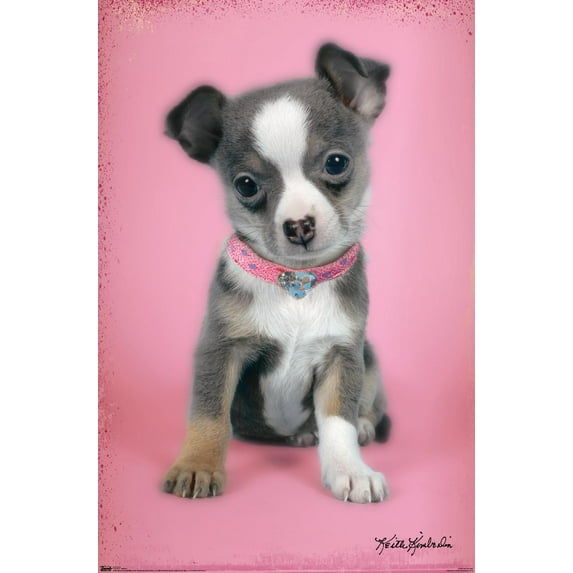 Keith Kimberlin - Puppy on Pink Background Wall Poster, 14.725" x 22.375"