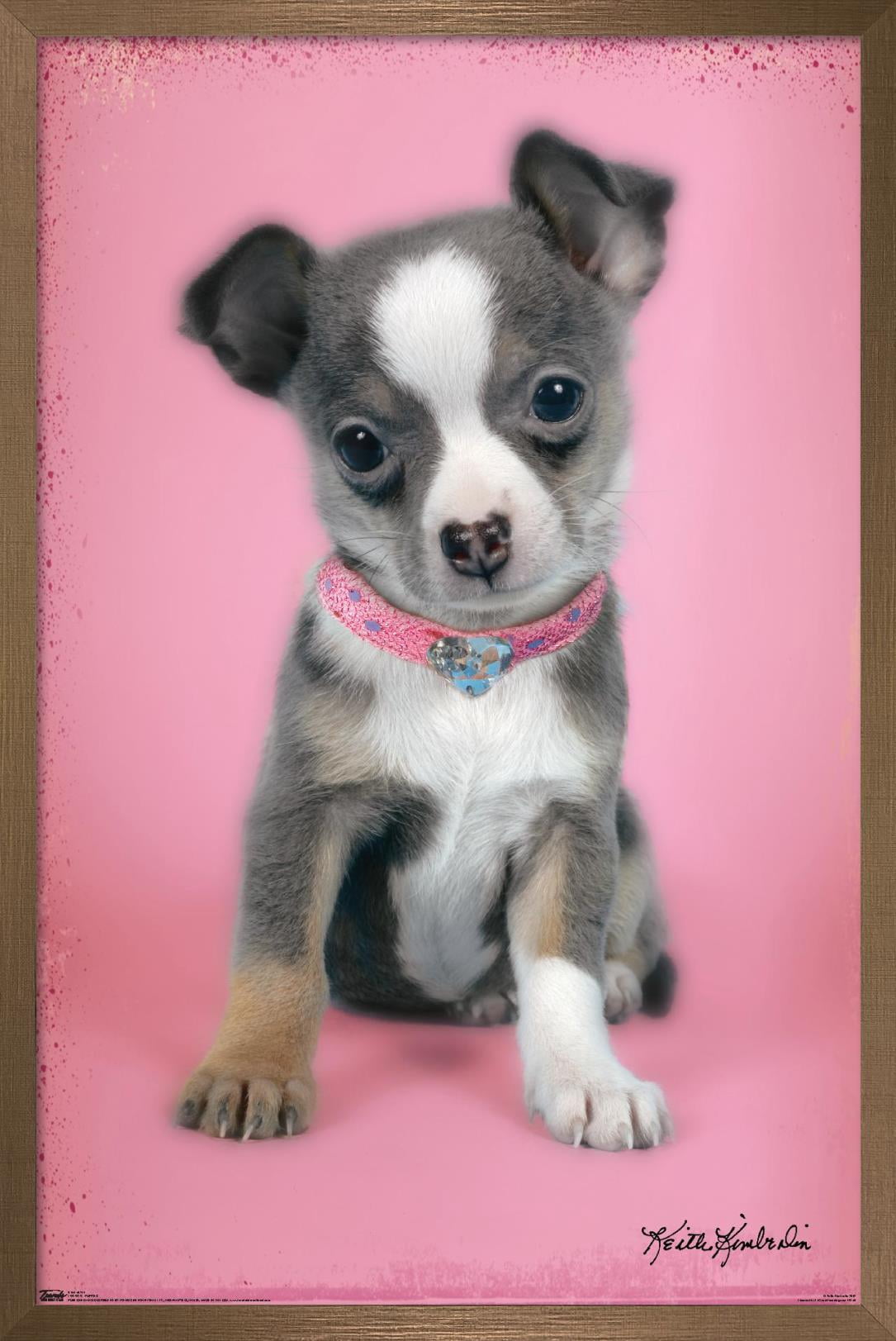 Keith Kimberlin - Puppy on Pink Background Wall Poster, 22.375" x 34", Framed