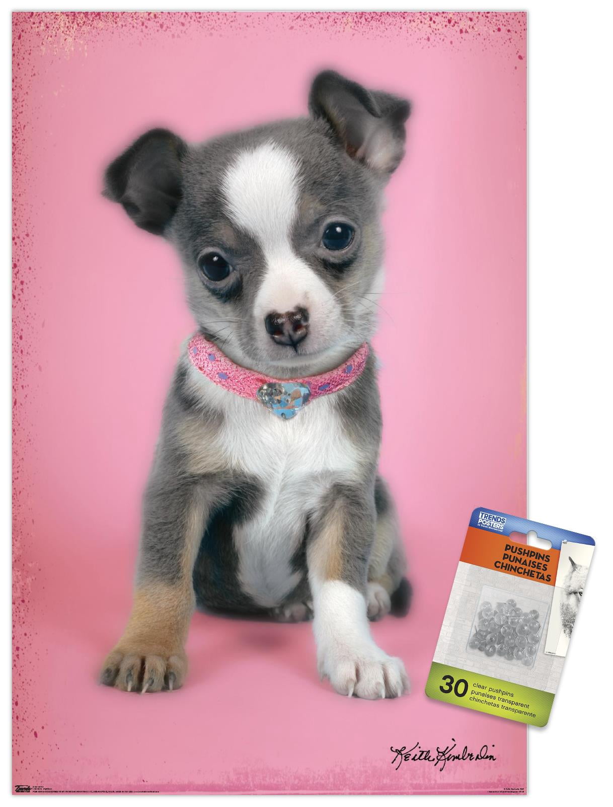 Keith Kimberlin - Puppy on Pink Background Wall Poster with Push Pins, 14.725" x 22.375"
