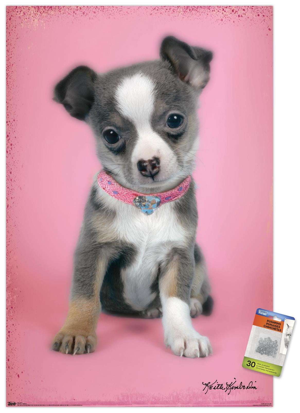 Keith Kimberlin - Puppy on Pink Background Wall Poster with Push Pins, 22.375" x 34"