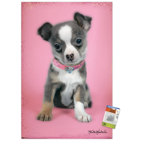 Keith Kimberlin - Puppy on Pink Background Wall Poster with Push Pins, 22.375" x 34"
