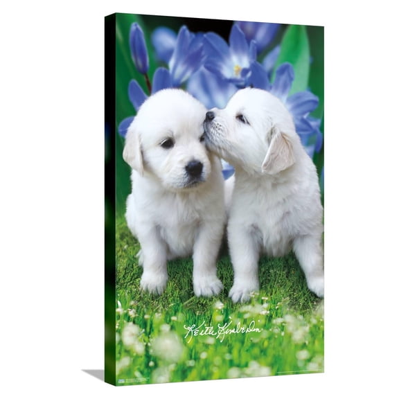 Keith Kimberlin - White Golden Retriever Puppies Canvas Wall Poster, 14.725" x 22.375"