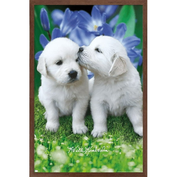 Keith Kimberlin - White Golden Retriever Puppies Wall Poster, 14.725" x 22.375", Framed