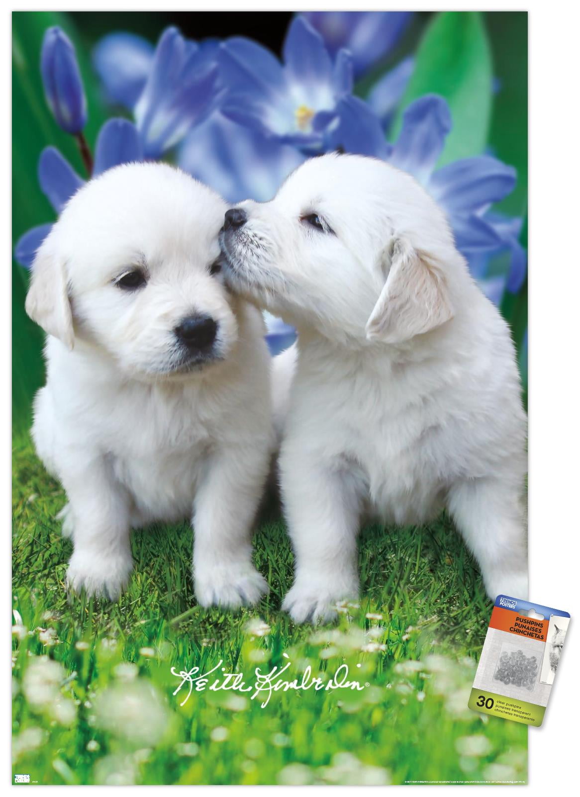 Keith Kimberlin White Golden Retriever Puppies