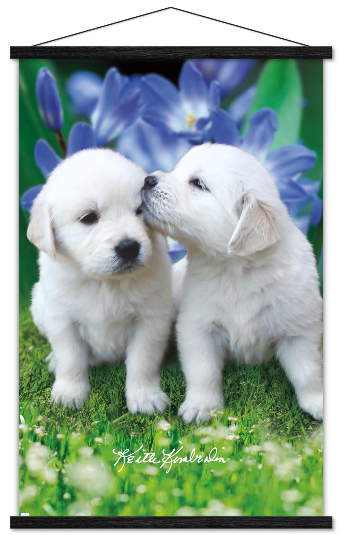 Keith Kimberlin - White Golden Retriever Puppies Wall Poster with Wooden Magnetic Frame, 22.375" x 34"