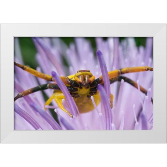Kelley, David 18x13 White Modern Wood Framed Museum Art Print Titled - Indiana, River Road Park Yellow crab spider
