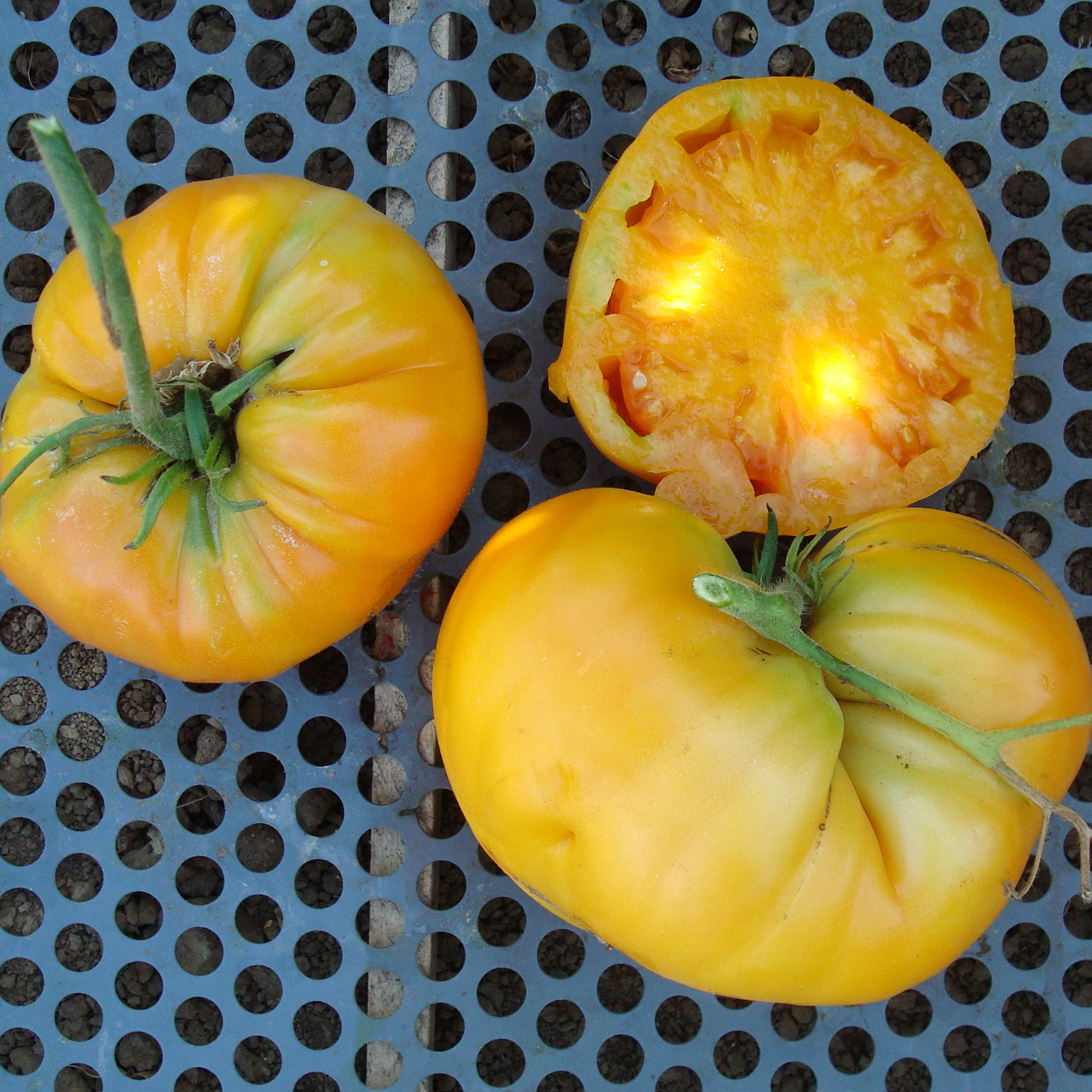 Mountain Valley Seed Company Kellogg's Breakfast Tomato Seeds - Thumbnail 2