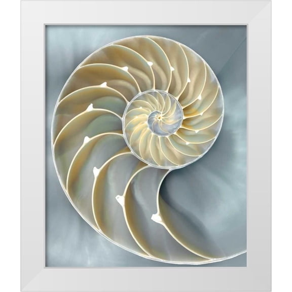 Kelly, Caroline 12x14 White Modern Wood Framed Museum Art Print Titled - Nautilus in Blue I