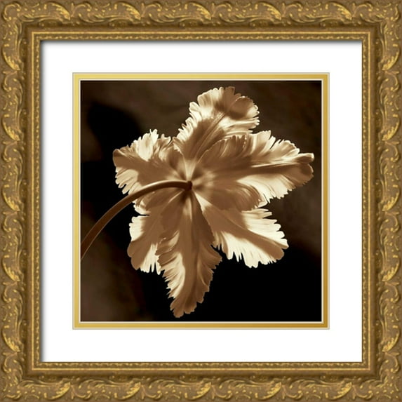Kelly, Caroline 20x20 Gold Ornate Wood Framed with Double Matting Museum Art Print Titled - Parrot Tulip II
