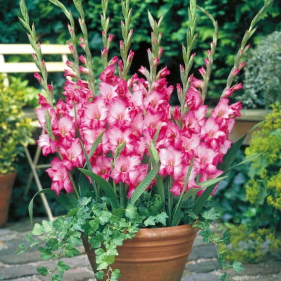 Kelly Glamini Gladiolus 10 Bulbs - NEW! - Petite - 10/12 cm - Magenta