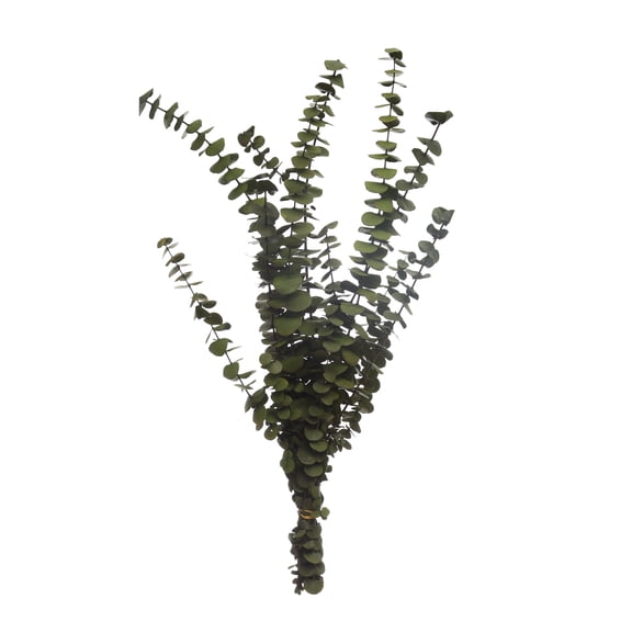 Kelly Green Dried Eucalyptus Bundle by Ashland - 24" Natural Preserved Stems for Vase Arrangements & Rustic Home Decor  Indoor Use Only