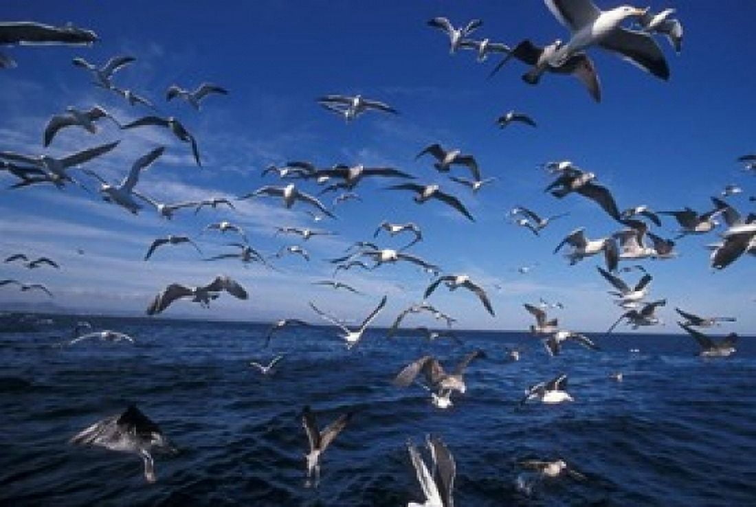 Kelp Gulls South Africa Canvas Art - Stuart Westmorland DanitaDelimont (18 x 12)