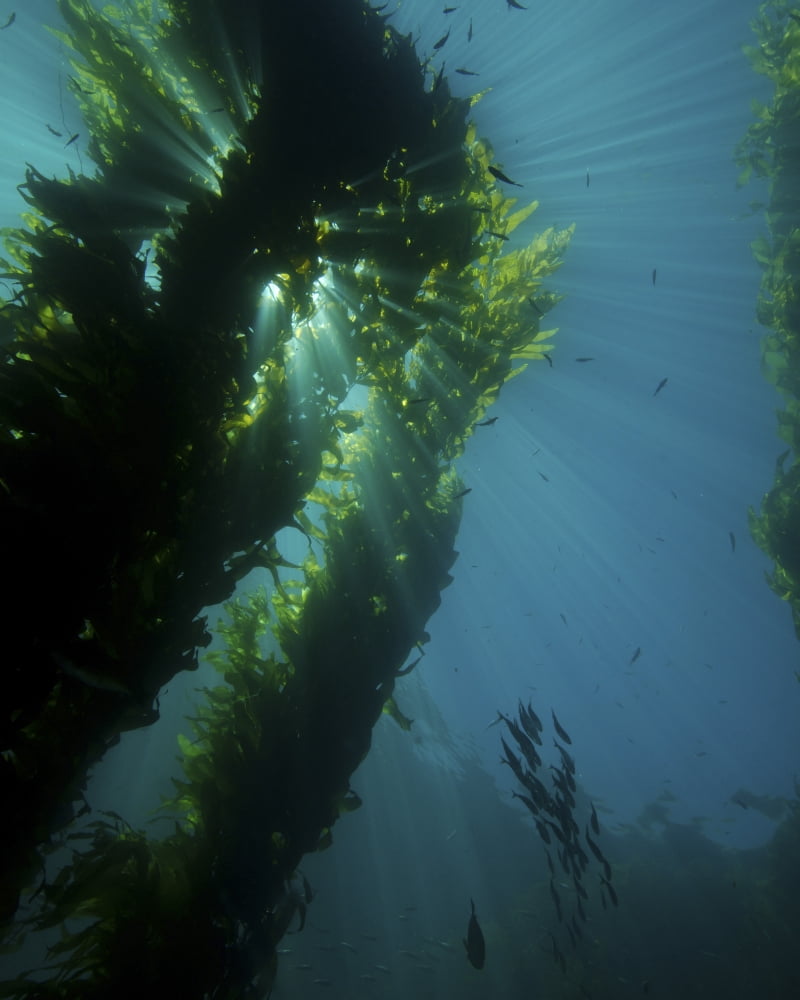 Kelp forest with school of fish Canvas Art - Brent BarnesStocktrek Images (25 x 31)